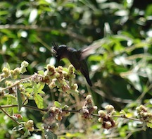 Humming bird