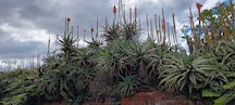 Plants on some roofs