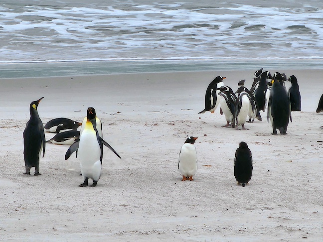 Falkland Island Information