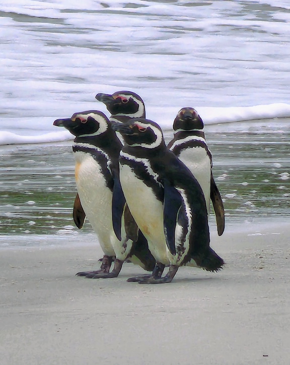 2025 Falkland Islands Information