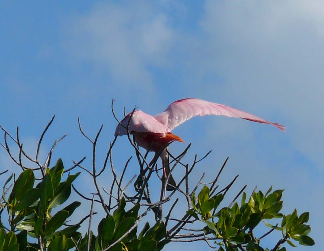 RoseateSpoonbill7