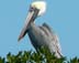 Pelican2