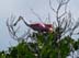 RoseateSpoonbill