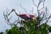 RoseateSpoonbill1