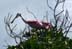 RoseateSpoonbill2
