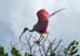 RoseateSpoonbill3