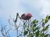 RoseateSpoonbill4