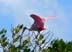 RoseateSpoonbill5