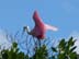 RoseateSpoonbill6