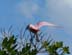 RoseateSpoonbill7