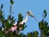 RoseateSpoonbill8