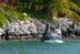dolphin3