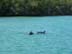 dolphins4