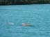 dolphins5