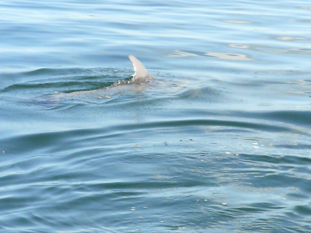 Dolphins 8/08