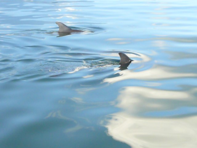 Dolphins 8/08