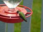 Hummingbirds in MI