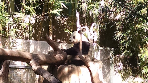 Panda house