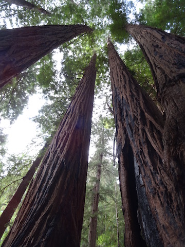 Muir Woods