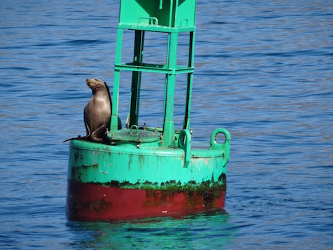 Seal
