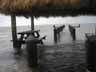 Dock